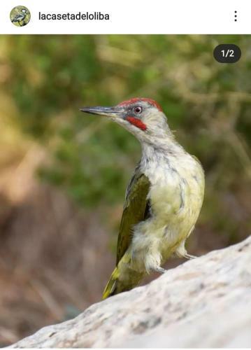 La Caseta De L'�liba