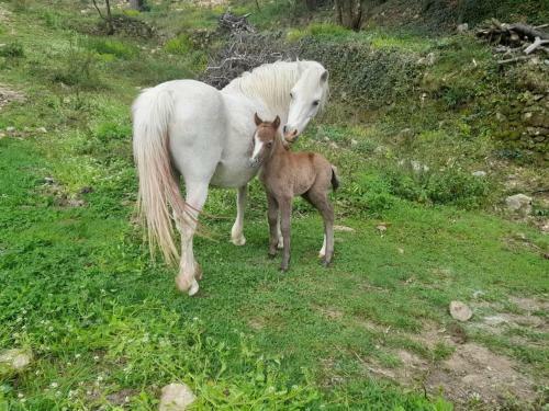 Jolie Maison Avec Vue, Dans B�tisse C�venole