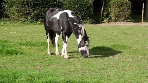 G�te Et Relais Equestre De Marie