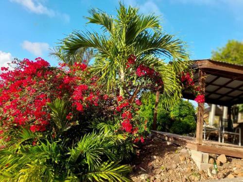 Apartamento Bougainvillea House