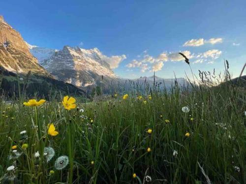 Apartamento Charlys Chalet Wieseli In Grindelwald
