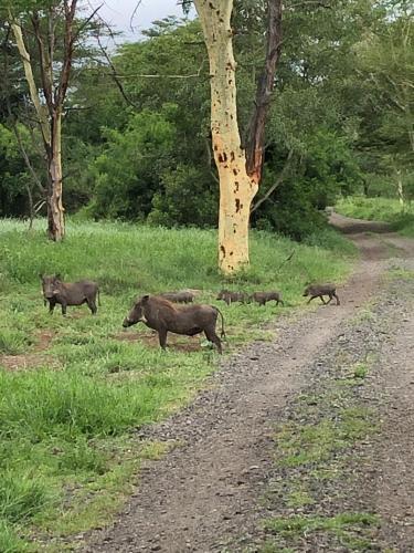 Bed & Breakfast Msunduze River Lodge