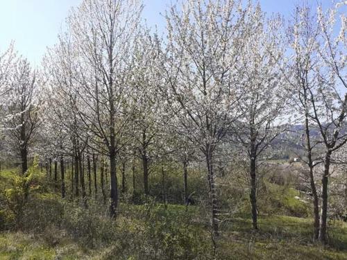 Apartamento Ai Boschi