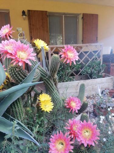 Apartamento Casa Delle Rose Agave