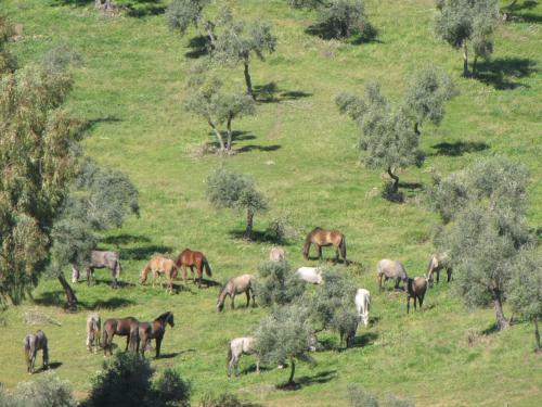 Cortijo "era Grande 2"