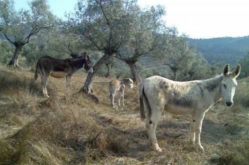 Cortijo "era Grande 2"