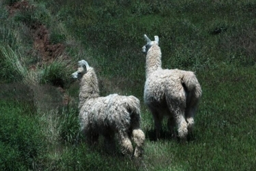 Hotel Estancia Colome