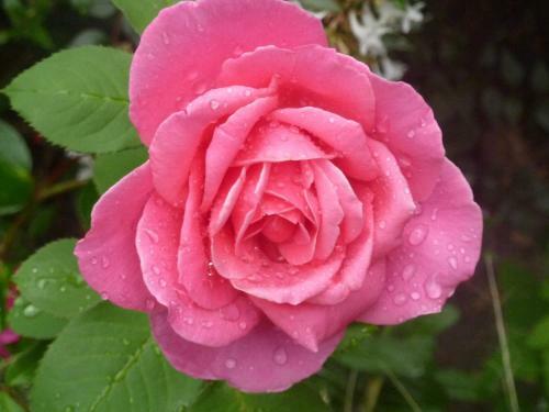 Bed & Breakfast La Villa Des Violettes