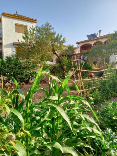 Tuguest Hortichuela House