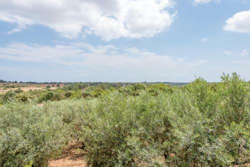 Finca Ses Oliveres By Mallorca House Rent