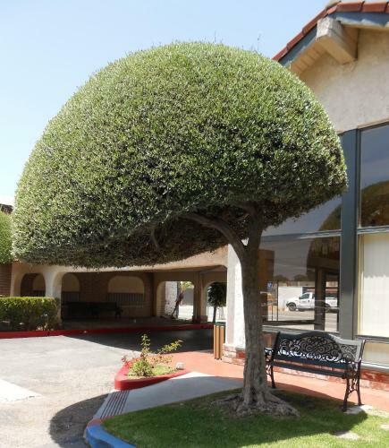 Hotel Vagabond Inn Glendale