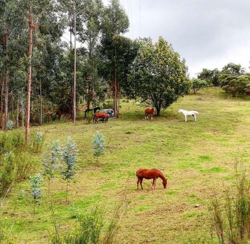 Aika Reserva Glamping Tabio
