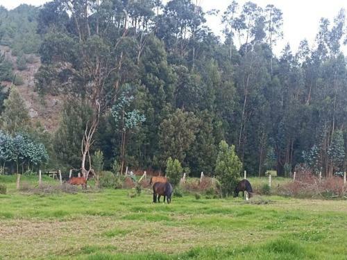 Caba�a Ecuestre Ruta 77