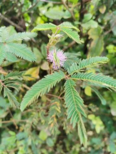 Hotel R�os De Jamaica