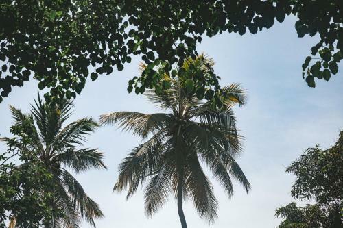 Posada Caba�a Wiwa Tayrona