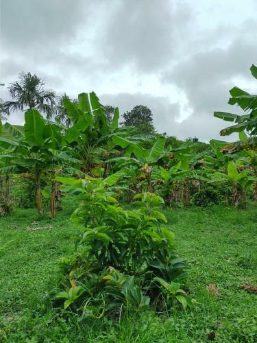 Posada Caba�a Wiwa Tayrona