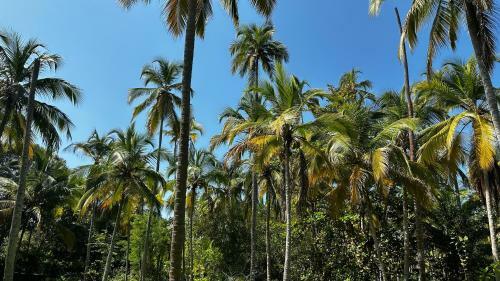 Casa Xue Tayrona - Alma Hotels