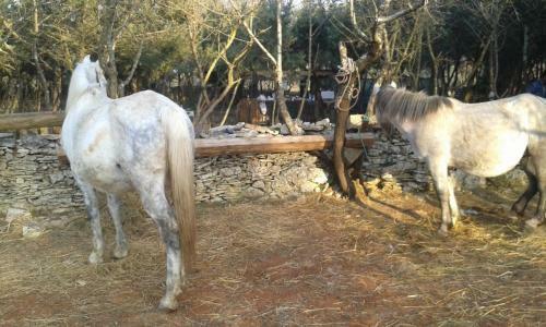 Holiday Home Bozac