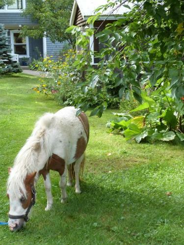 Bed & Breakfast Vieille �cole Du Rang 3