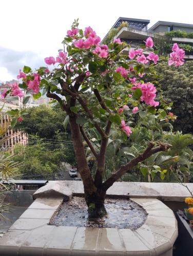 Apartamento Villa Bonsai