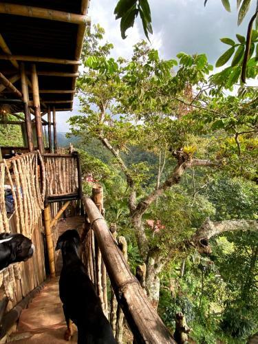 Hostal La Caba�a Del Nyctibius