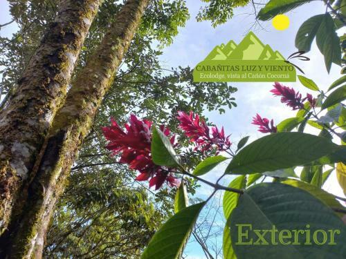 Bed & Breakfast Caba�a Luzmi Cocorn�