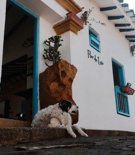 Flor De Le�n Caf� - Hostal