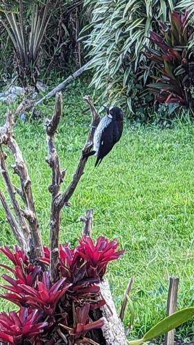Apartamento Bird Paradise