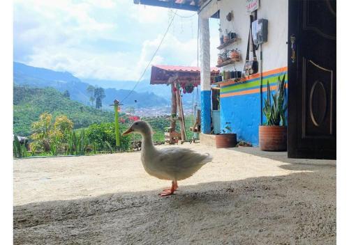 Agroturismo Casa Viva Alojamiento Rural