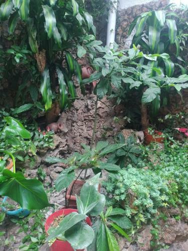 Bioelemental Hotel Sustentable Bogot�
