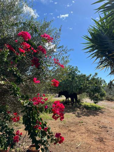 Bed & Breakfast Studio Doppelzimmer 2-3 Pers Mit Terrasse - Mit Pool Auf Finca Mallorca