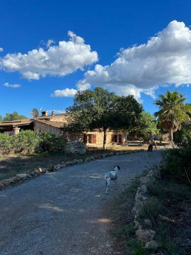 Bed & Breakfast Studio Doppelzimmer 2-3 Pers Mit Terrasse - Mit Pool Auf Finca Mallorca