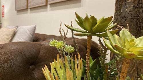 Apartamento Suite Haus Bahia