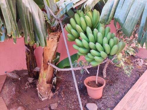 Apartamento Casita La Gomera