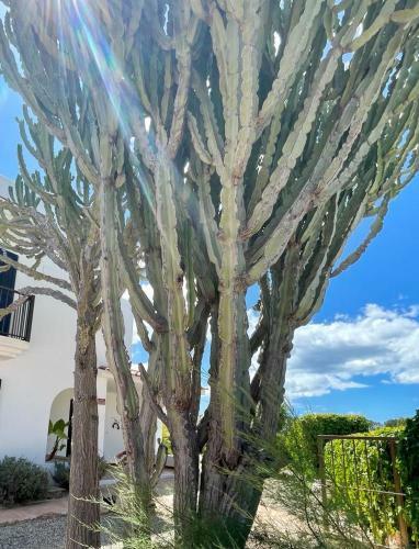 Casa Mamita Ibiza