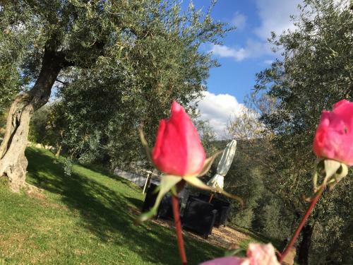 Agroturismo I Giardini Di Margius
