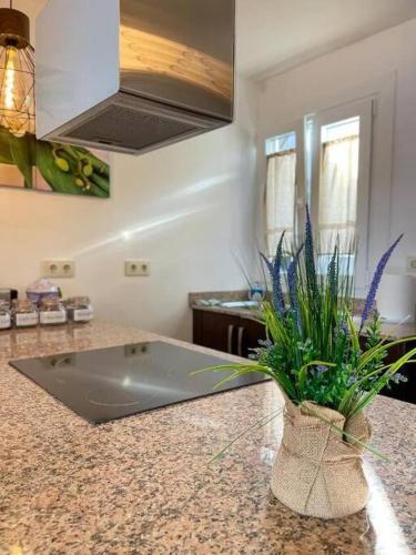 Apartamento Vista C�es
