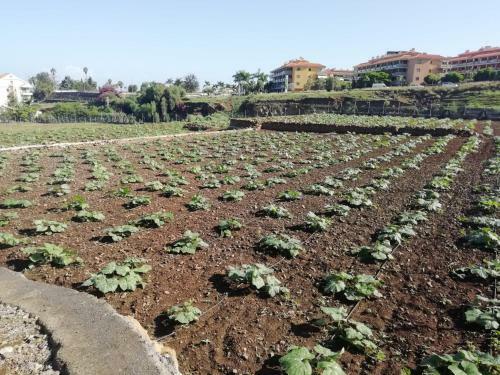 Apartamento Tantulia Las Tapias