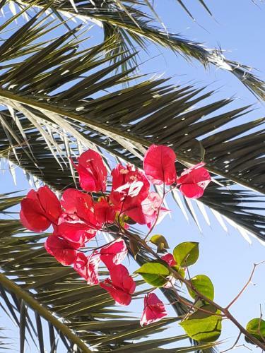 Apartamento One Palm Tree, Orihuela Costa