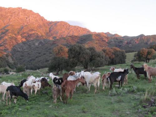 Caba�as De Monta�a San Miguel