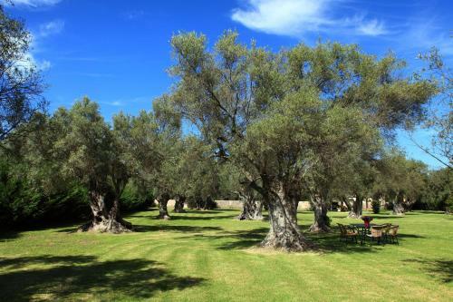 Apartamento Olivastro Villa