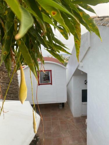 Lola Casita