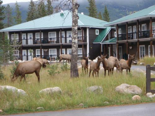 Lodge Pine Bungalows