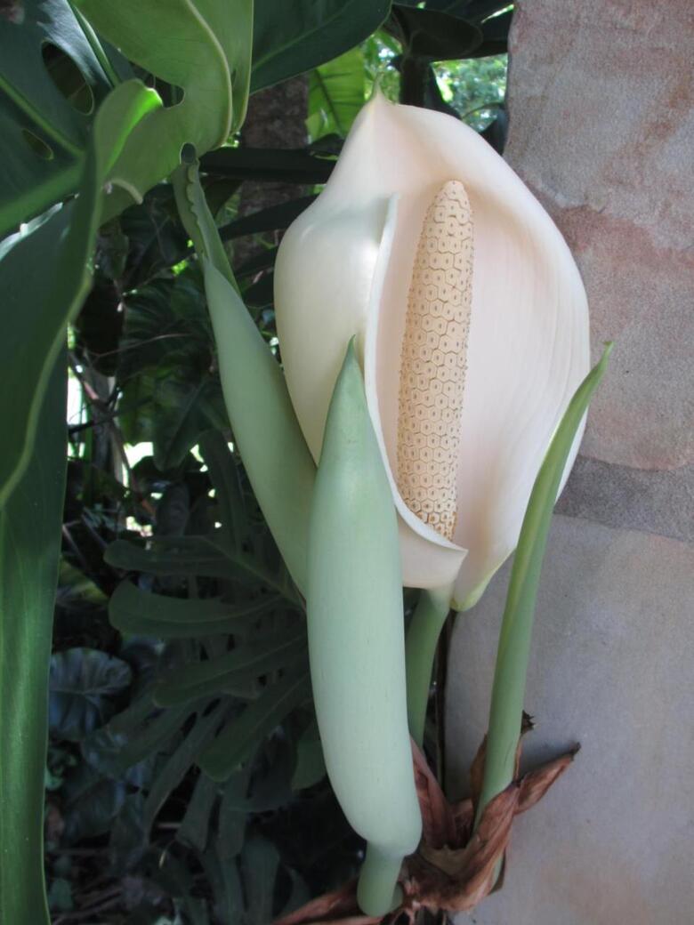 Luminoso Apartamento En Segunda L�nea Playa 438