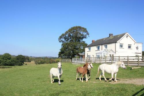 Cob Cottage