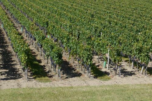 Villa La R�sidence "les Grands Vignobles"