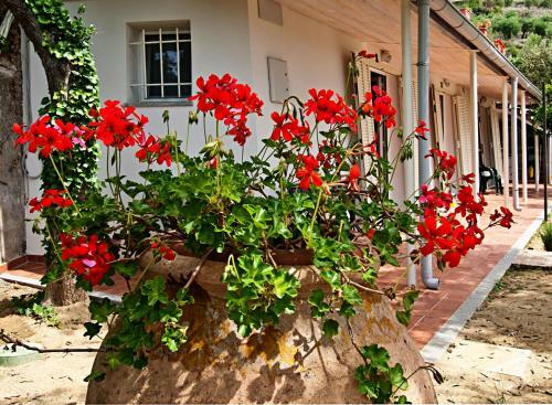 Bed & Breakfast Tra Gli Ulivi