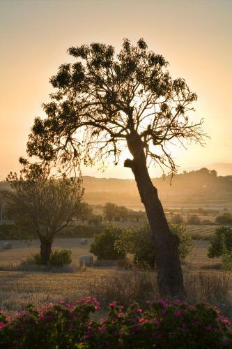 Agroturismo Sa Rota D'en Palerm