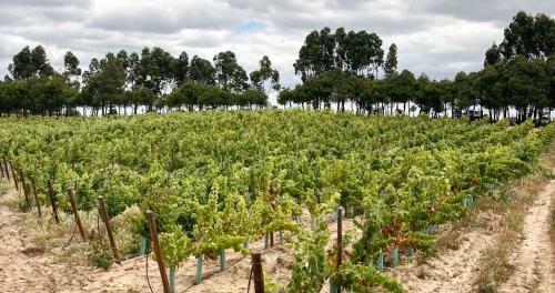 Hotel Campo Do Rosmaninho
