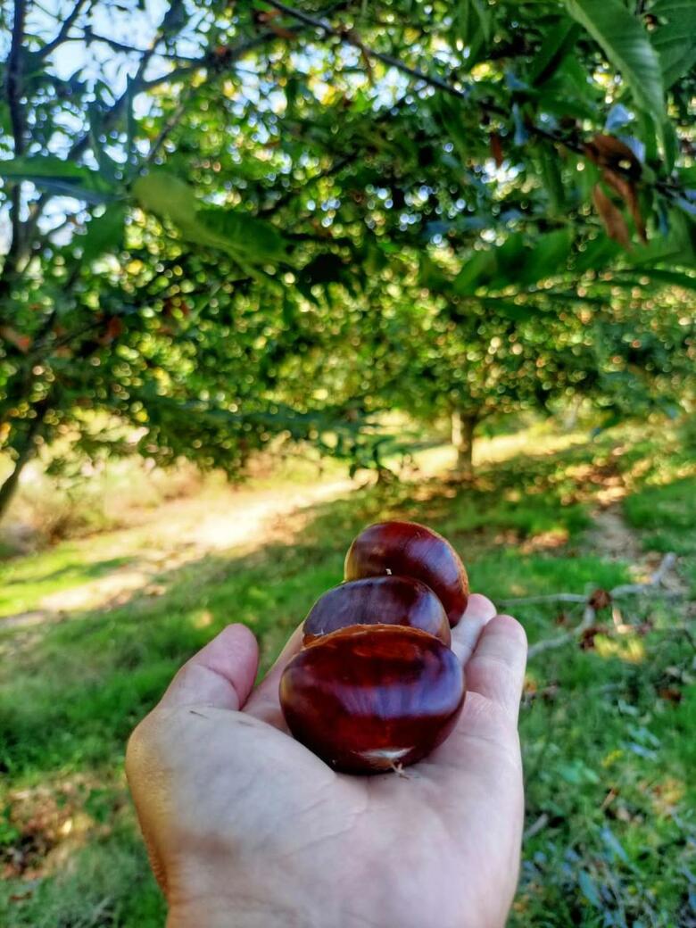 Agroturismo Quinta Do Outeiro 1598